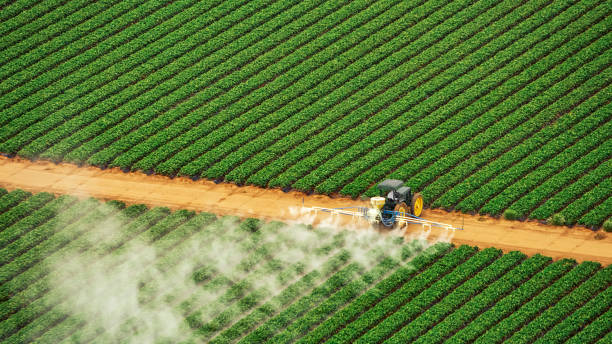 Wasp Removal Services in Tyndall, SD