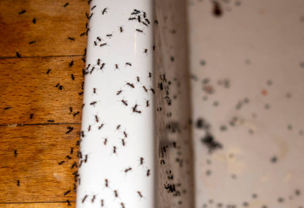 Best Best Pest Control Companies  in Tyndall, SD