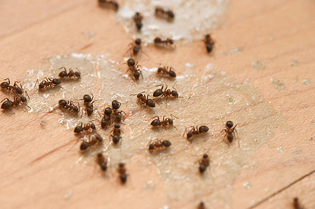 Best Wasp Removal Services  in Tyndall, SD